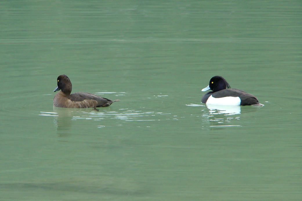 tufted duck
